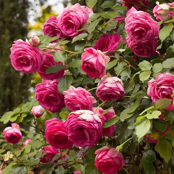 pink eden roses
