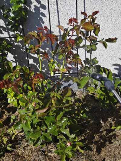 black-spots-on-roses