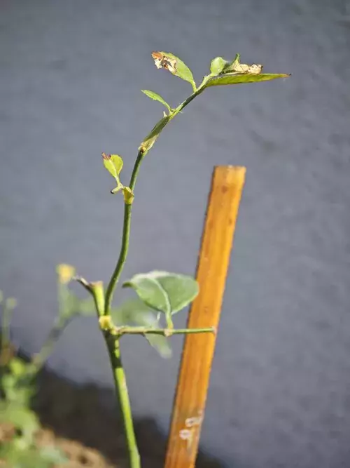 rose without leaves