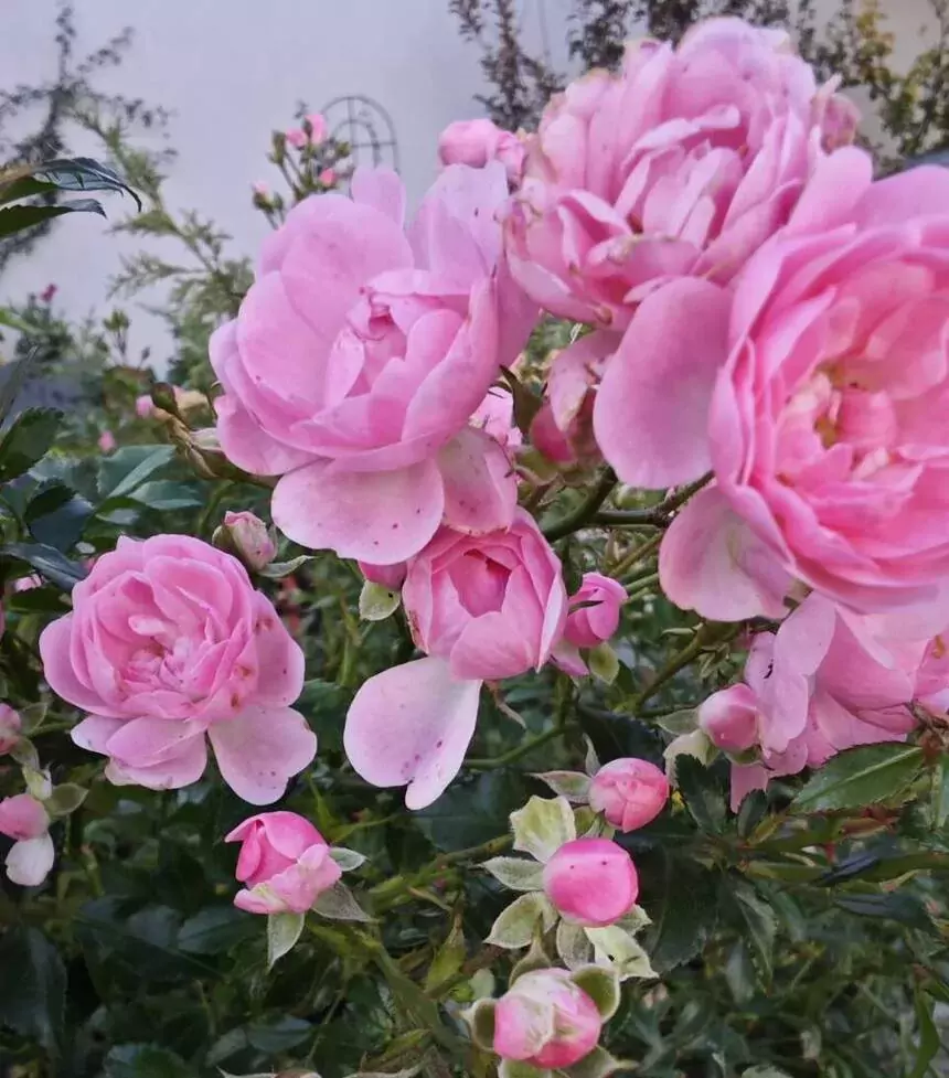 Beauty of Knockout Roses