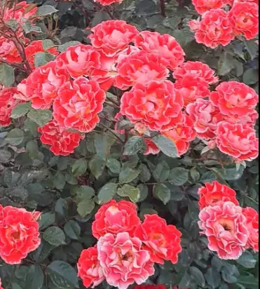 Airbrush rose
