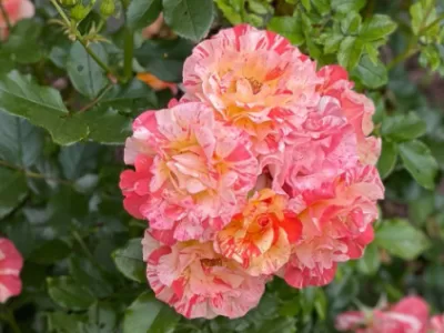 Alfred Sisley rose