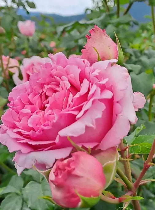 most fragrant climber roses