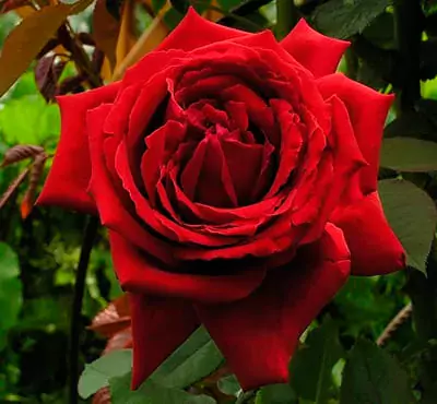 botero red rose