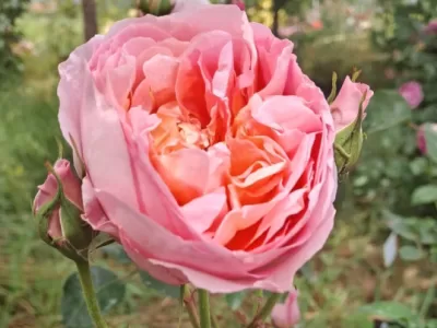 Dames de Chenonceau rose