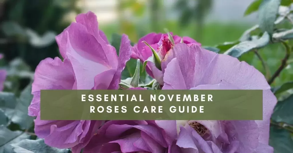 Essential November Roses Care Guide