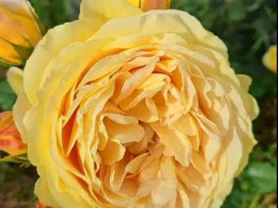 Golden Zest rose