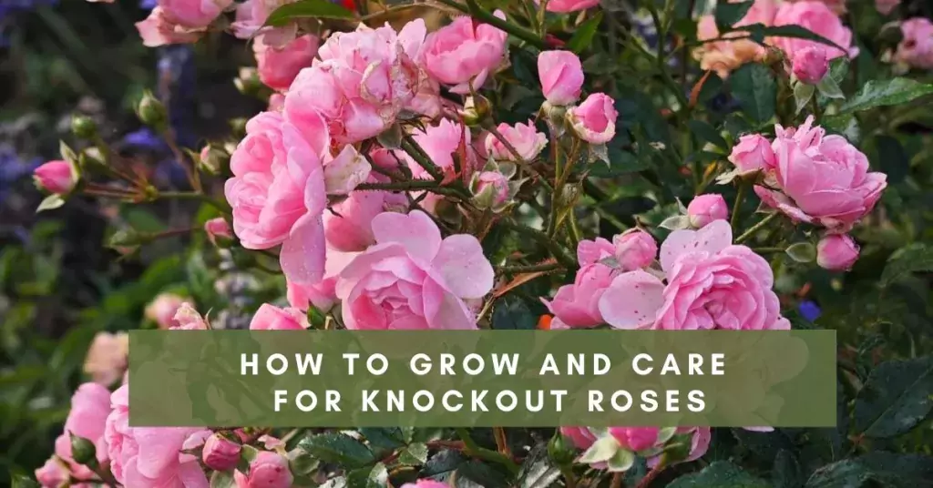 How to Grow and Care for Knockout Roses