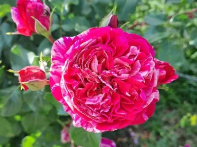 Ines sastre rose