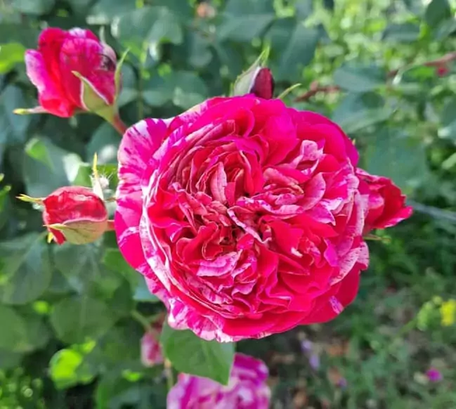 Ines sastre rose