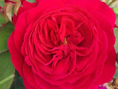 Leonard Dudley Braithwaite rose
