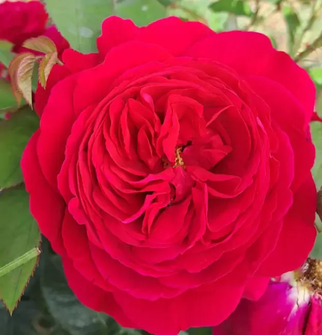 Leonard Dudley Braithwaite rose