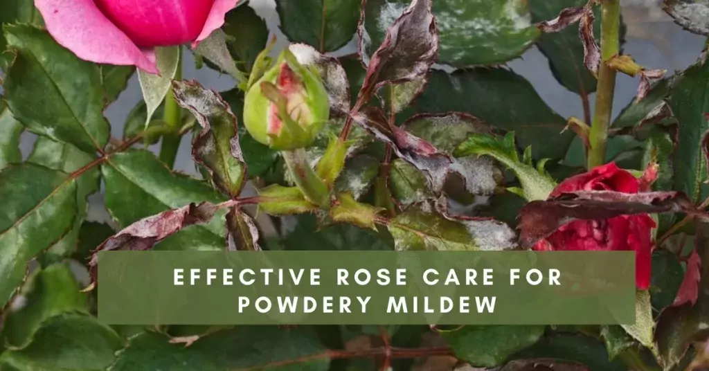 Effective Rose Care for Powdery Mildew