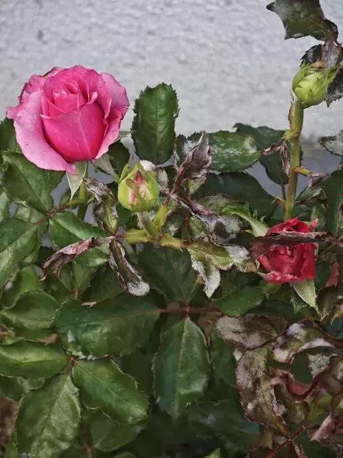 Powdery Mildew roses