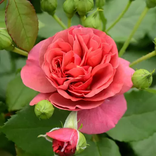 Rita Des Trois Lucs rose