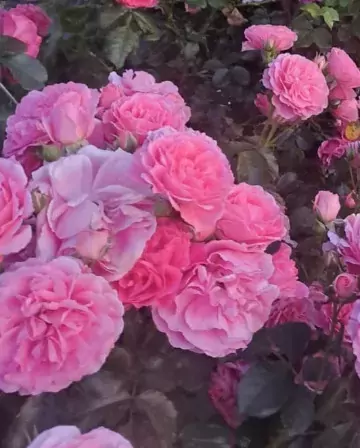 Rosarium Uetersen rose