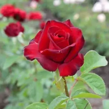 Smooth Velvet rose