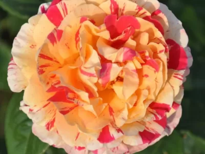 Vanille Fraise rose