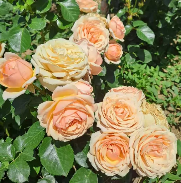 floribunda rose