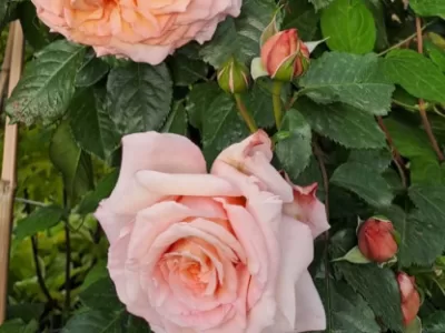 Barock rose