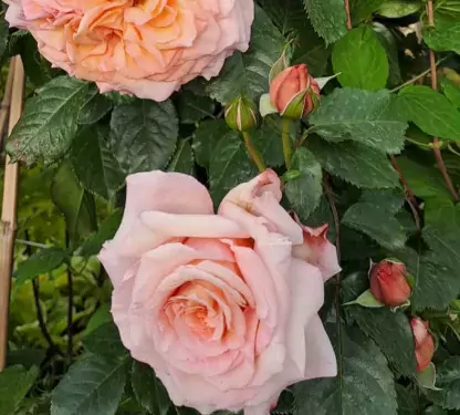 Barock rose