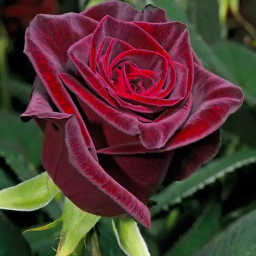 black-baccara rose