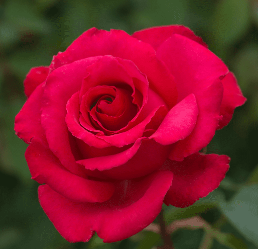 dizzy red rose