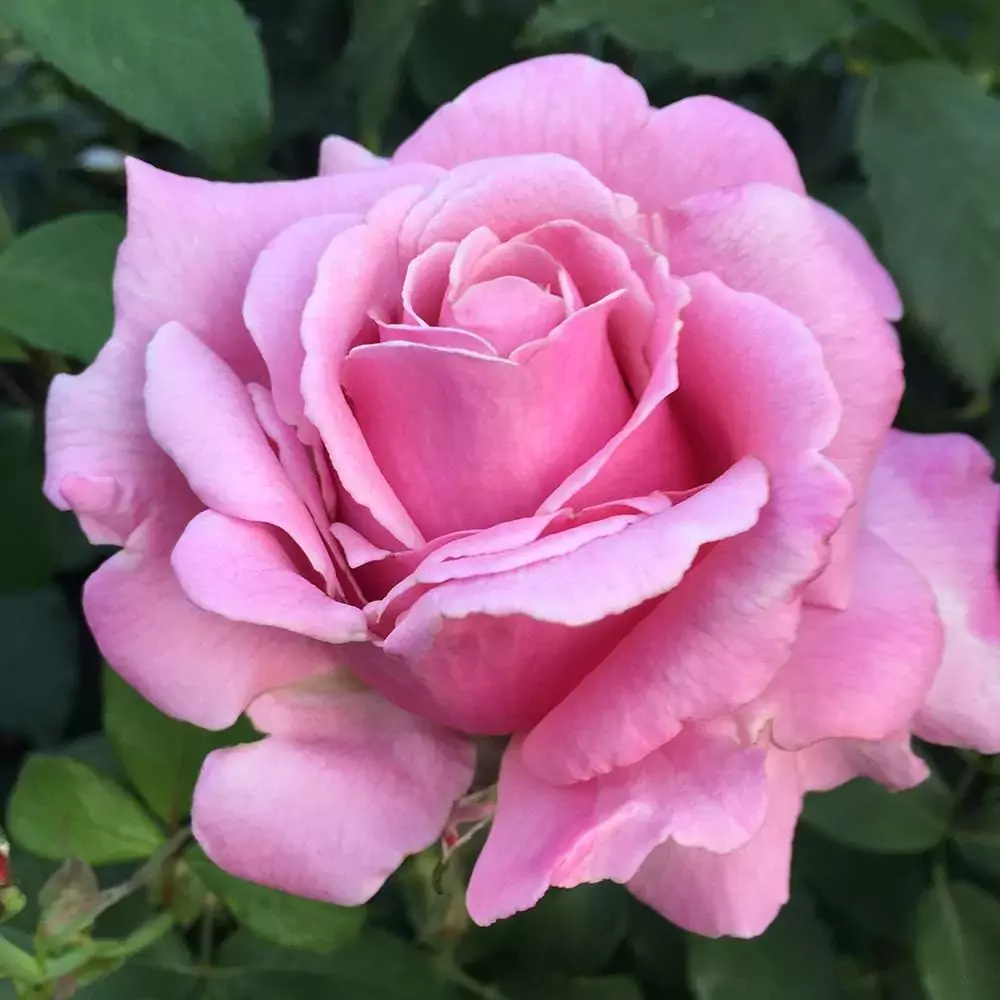 Memorial Day rose | All about Roses