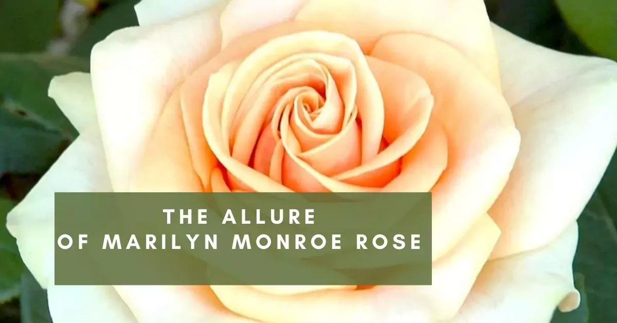 marilyn monroe rose