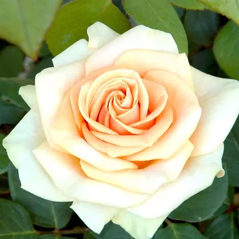 Monroe Rose plant