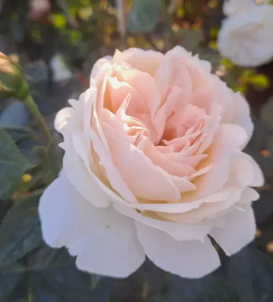 Mon Jardin Et Ma Maison Rose