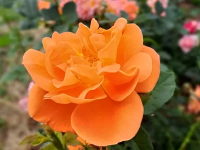 Orange dawn rose