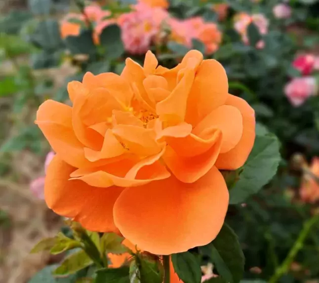 Orange dawn rose
