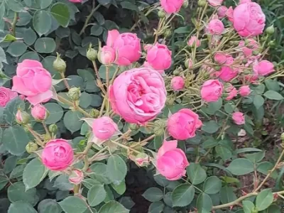 Pomponella rose