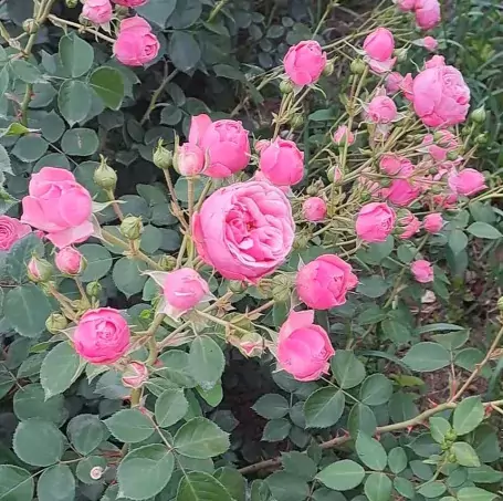 Pomponella rose