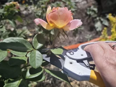 General rose Pruning Rules