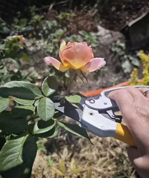 General rose Pruning Rules