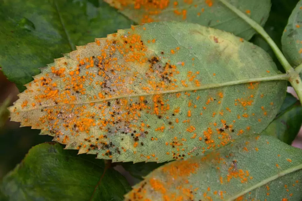 rose rust