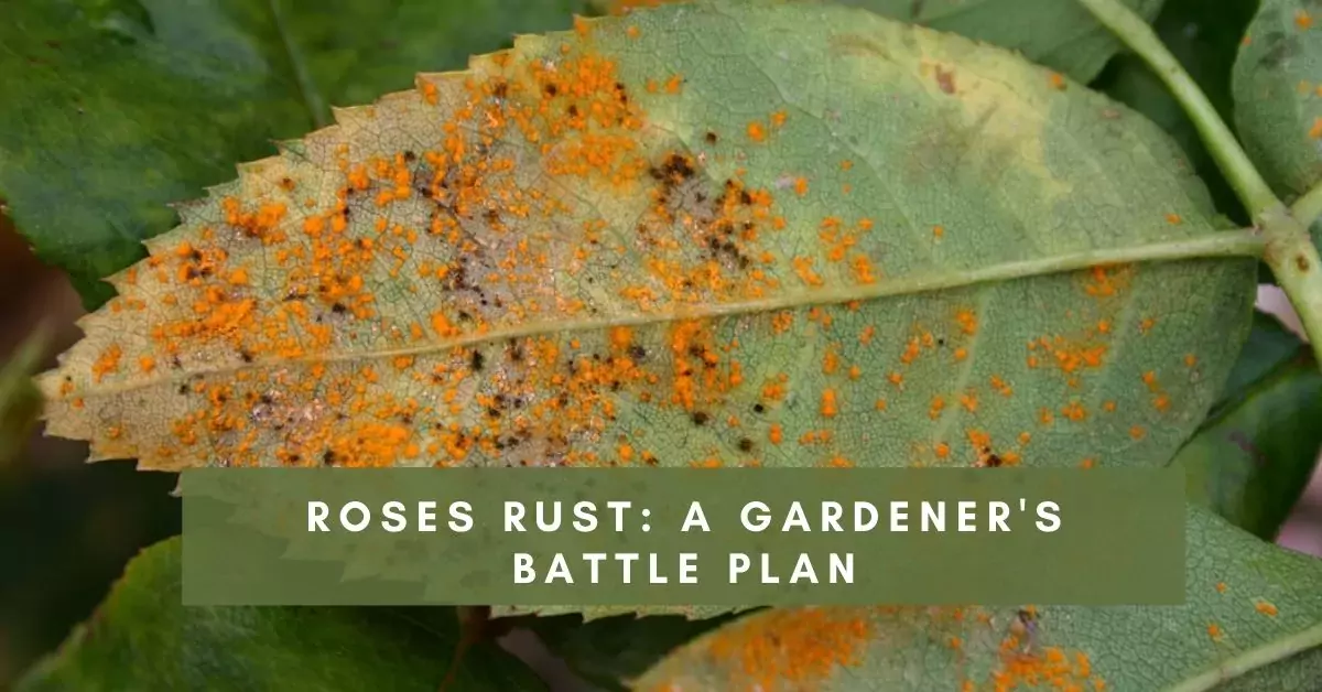 roses rust