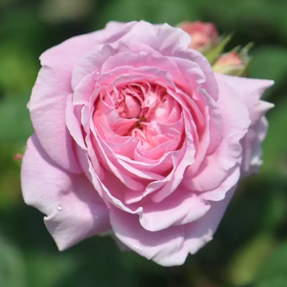 floribunda rose for a pot
