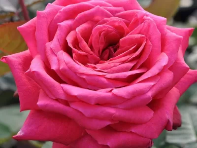 Acapella Rose