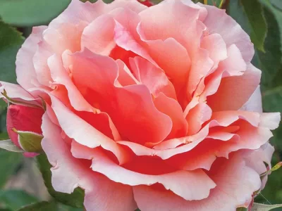 The Apricot Candy rose