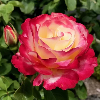 double delight rose