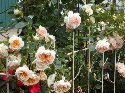 Ginger Syllabub rose