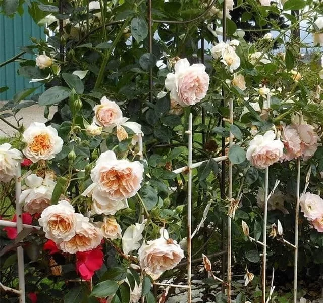 Ginger Syllabub rose