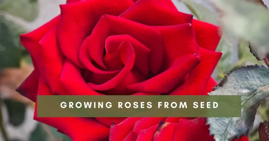 Growing Roses from Seed
