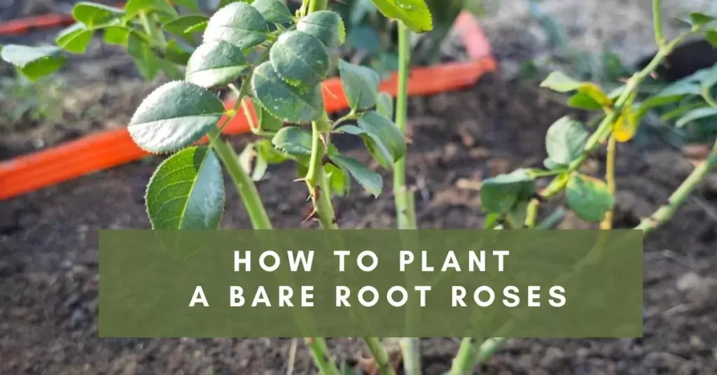 How to Plant a Bare Root Roses