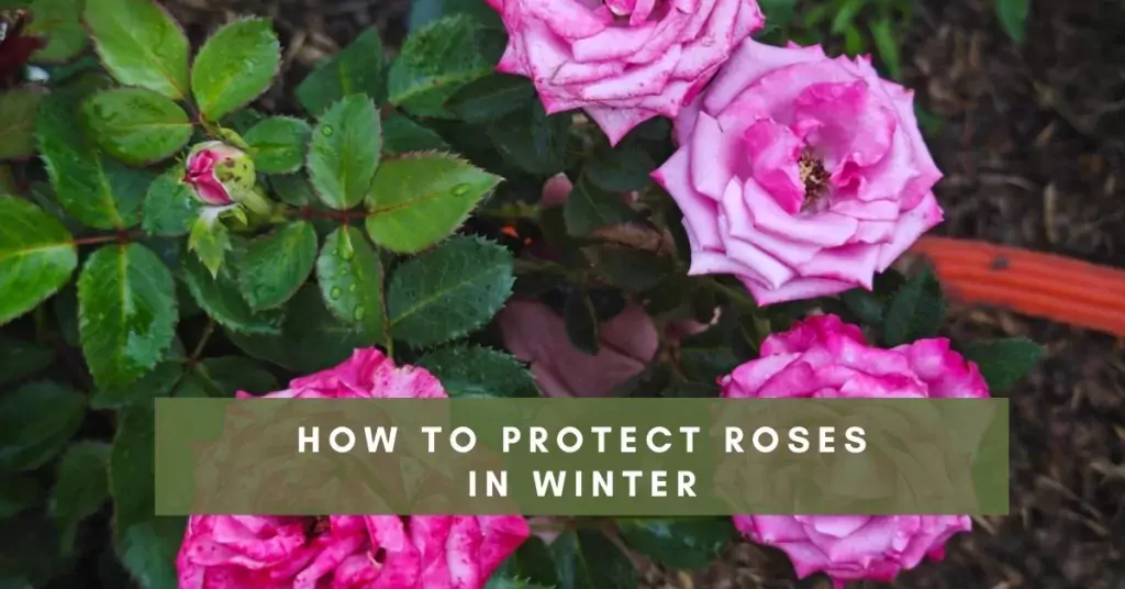 How to protect roses in winter