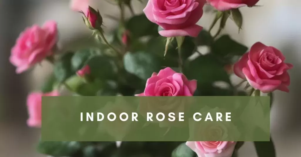 Indoor Rose Care