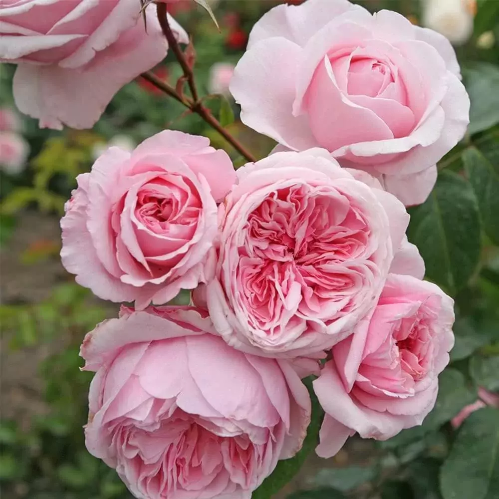 climbing rose variety